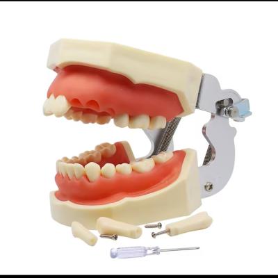 Dental Typodont Model With Removable Teeth 32