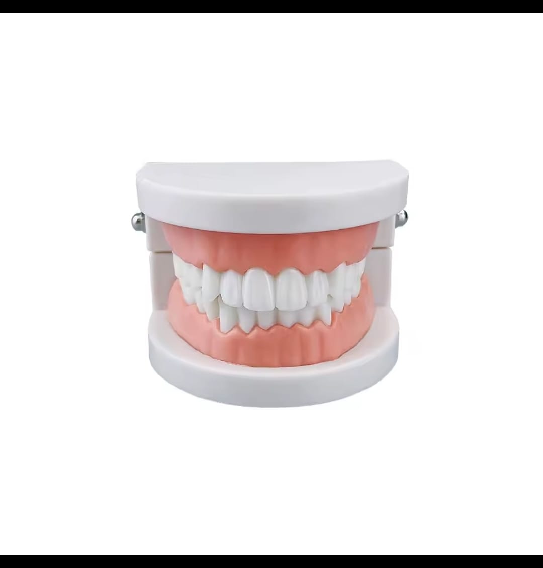 Typodont Standard Adult Teeth Model,