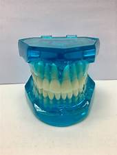 Dental model for teaching typodondona