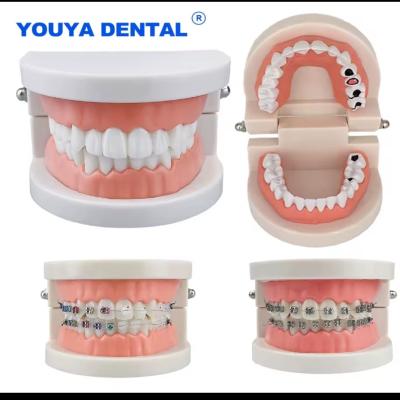 Typodont Standard Adult